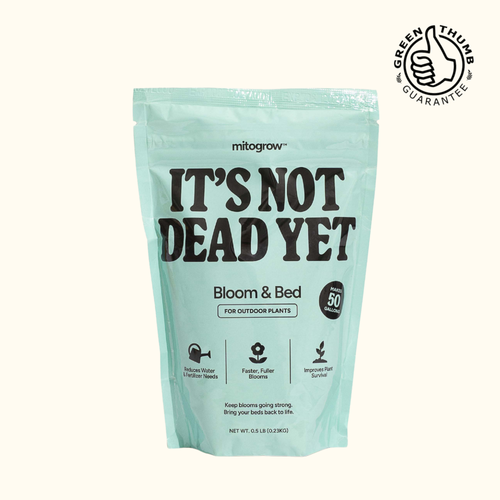 Bloom & Bed