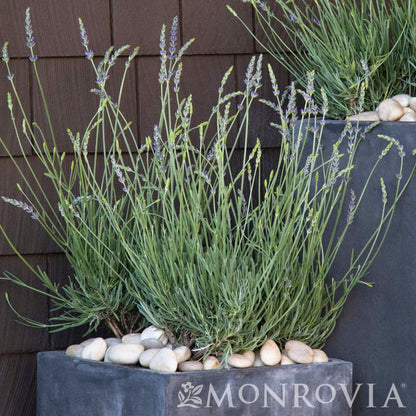 Phenomenal™ Lavender Plant