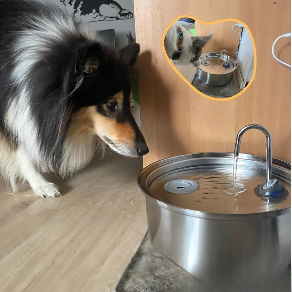 Automatic Pet Water Fountain, 8 Liter