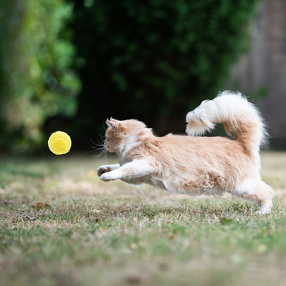 Interactive Dog Toy Ball with Random Rolling Action