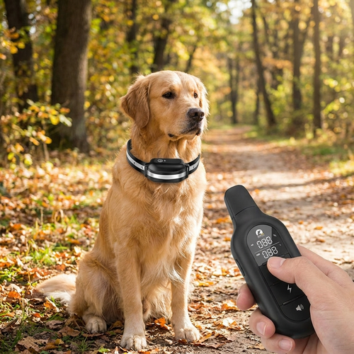 Dog training collar — lifestyle