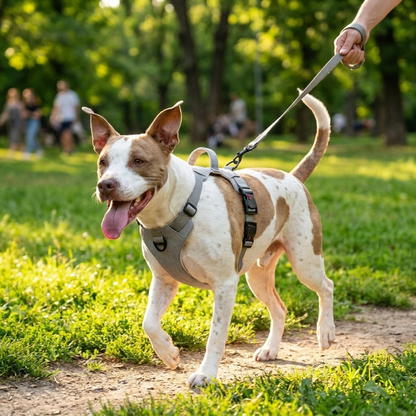 No-pull dog harness — lifestyle