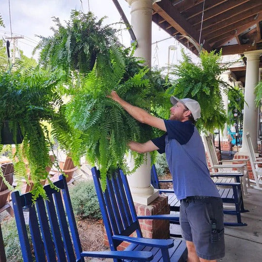 UV-Resistant Artificial Boston Fern for Outdoors