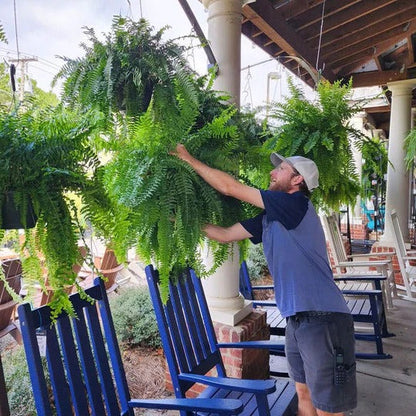 UV-Resistant Artificial Boston Fern for Outdoors