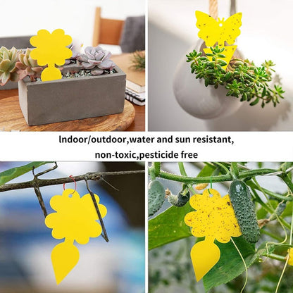 Indoor Fruit Fly & Fungus Gnat Catcher, Adhesive