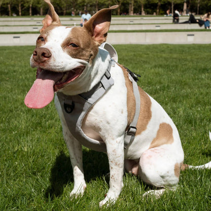 Magnetic No Pull Dog Harness, One Hand Clip