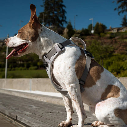 Magnetic No Pull Dog Harness, One Hand Clip
