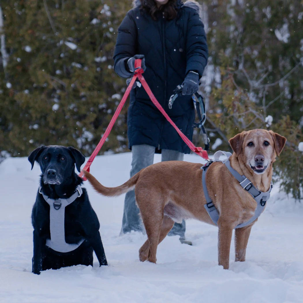 Magnetic No Pull Dog Harness, One Hand Clip