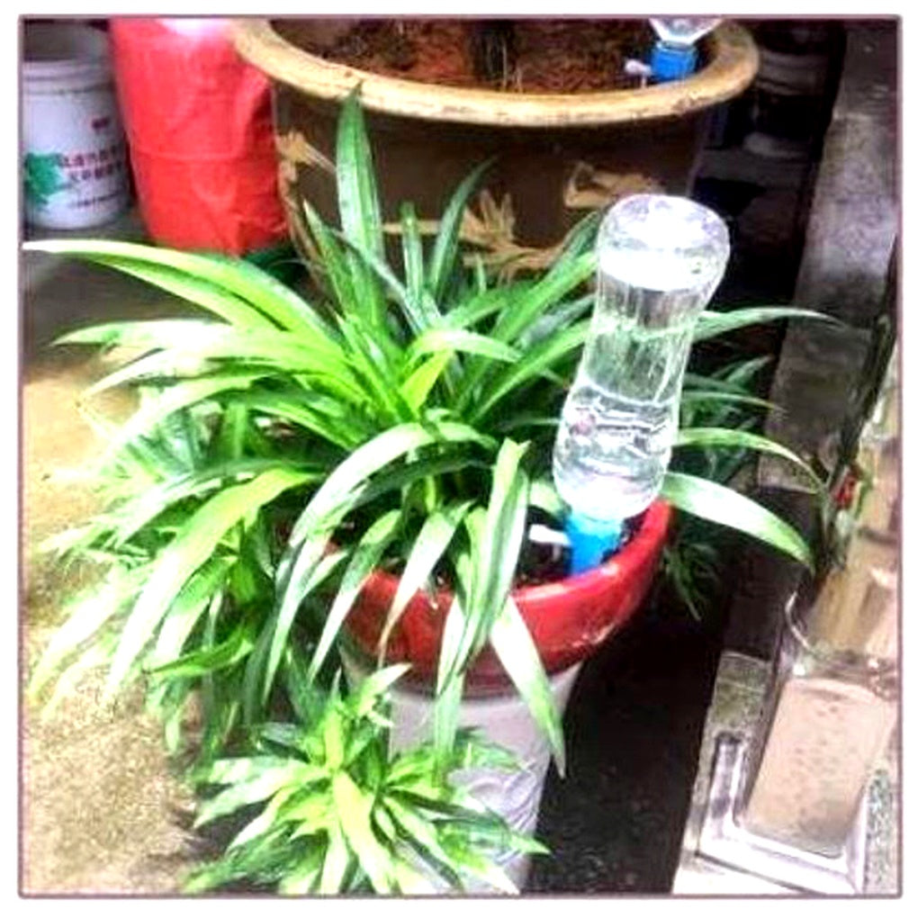 Plant Watering Spikes with Flow Valve, 12-Pack